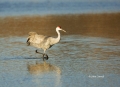 Sandhill-Crane;Crane;Grus-canadensis;One;one-animal;avifauna;bird;birds;feather;